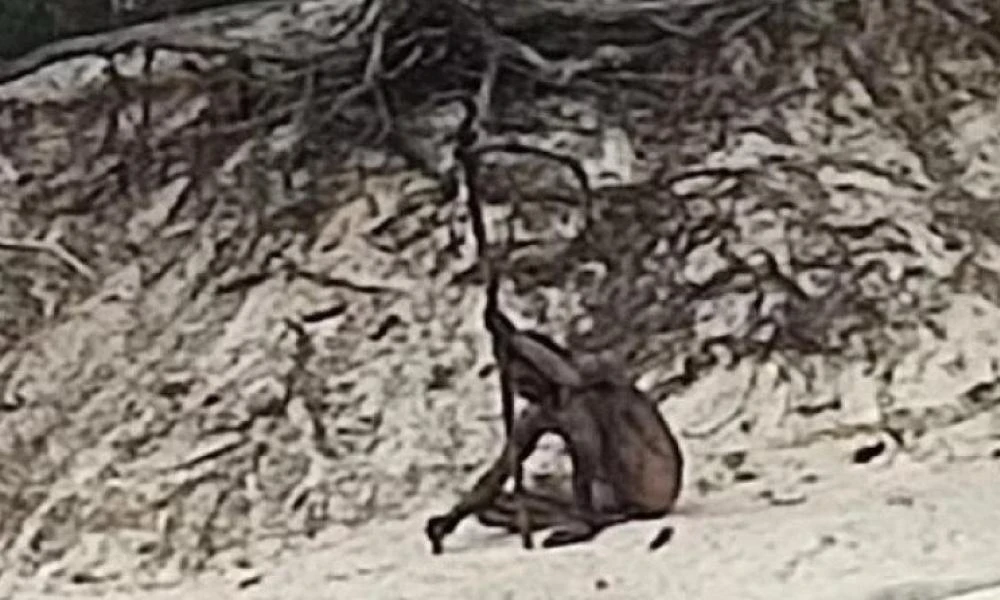 Bild: Ο μυστηριώδης «λυκάνθρωπος» που ζει στα βουνά της Γερμανίας